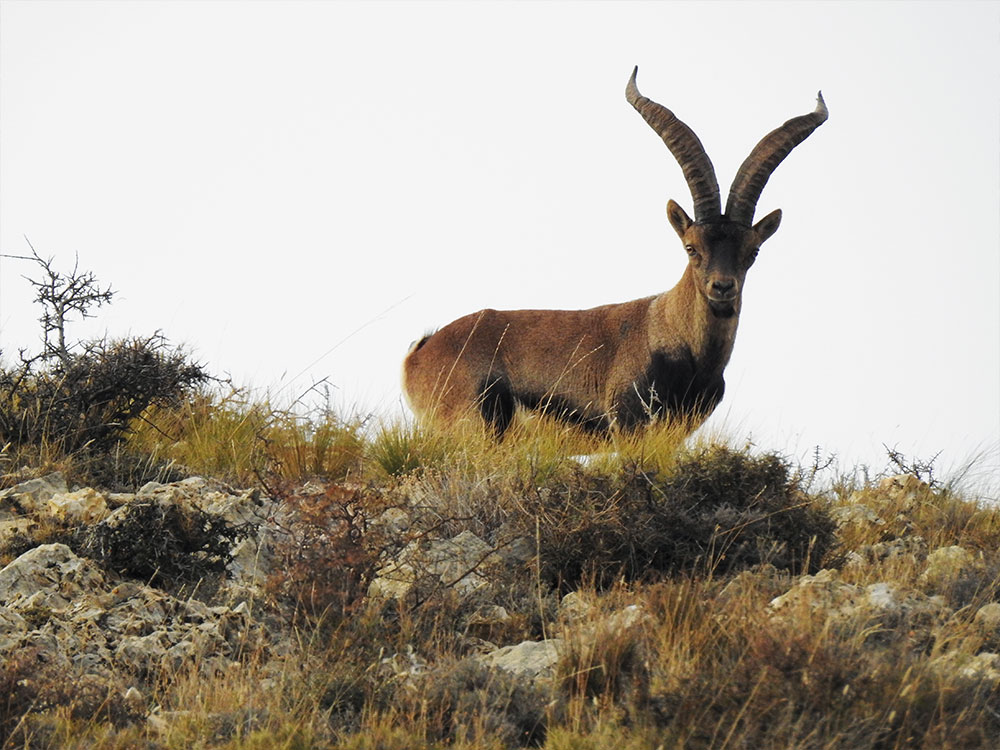 PROYECTO-farcaza-CABRA-MONTES
